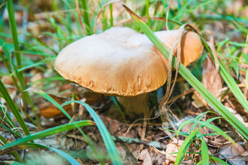 Beautiful mushrooms in the fores