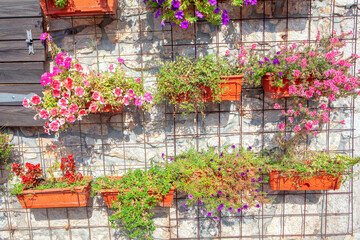 Fototapeta na wymiar flowerpots with flowers on the wall , natural floral decoration 