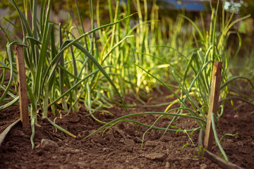 Green leek grows grows in the garden ground