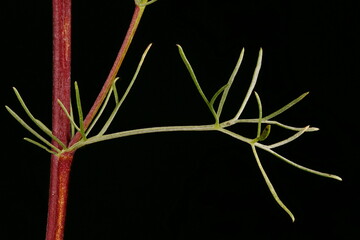 Field Wormwood (Artemisia campestris). Leaf Closeup