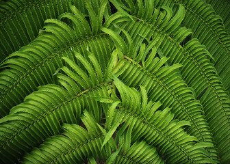 green fern leaves