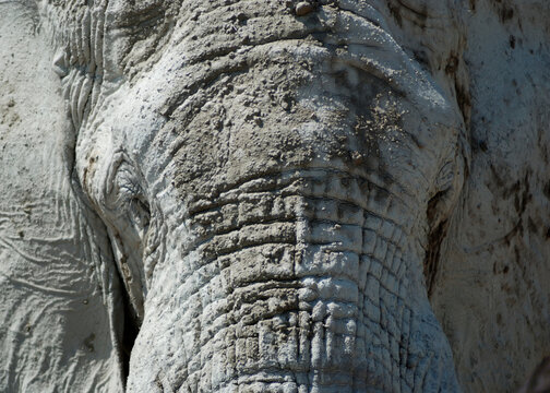 close up of a elephant
