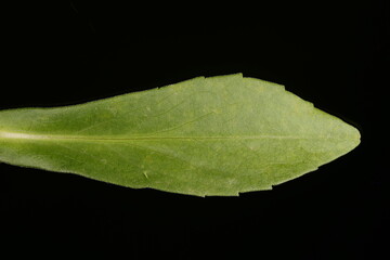 Confused Michaelmas Daisy (Symphyotrichum novi-belgii). Leaf Closeup