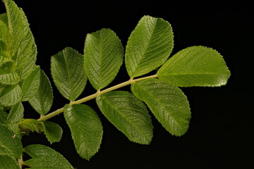 Japanese Rose (Rosa rugosa). Leaf Closeup