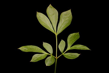 Chinese Peony (Paeonia lactiflora). Leaf Closeup