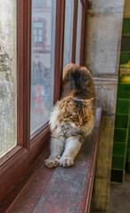 Istanbul, Turkey - many places in the World display cats colonies, but nothing is comparable to Istanbul, where cats are found basically at every corner of the city, and loved by the inhabitants