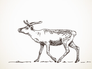 Reindeer, Vector sketch, Hand drawn illustration