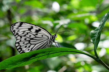 butterfly on a leaf