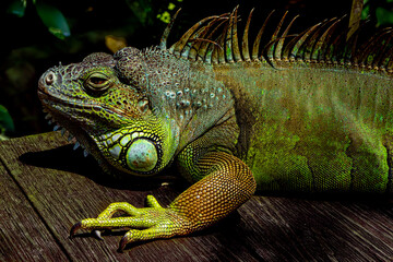 green iguana
