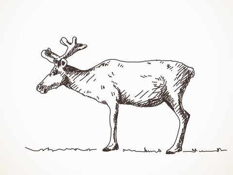 Reindeer, Vector sketch, Hand drawn illustration