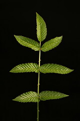 Strawberry Raspberry (Rubus illecebrosus). Leaf Closeup