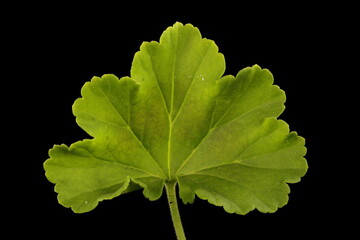 Horse-Shoe Pelargonium (Pelargonium zonale). Leaf Closeup