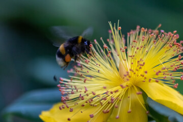 Busy bumblebee pollinating a yellow blossom in spring and summer with much copy space and a blurred...