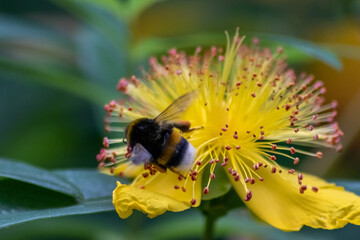 Busy bumblebee pollinating a yellow blossom in spring and summer with much copy space and a blurred background shows a clumsy bee insect during dusting and collecting pollen for honey