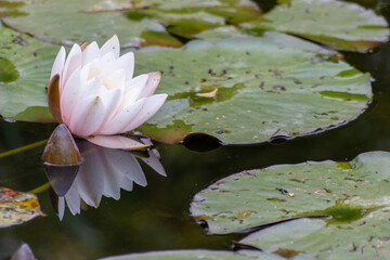 Tropical beautiful water lily in full blow on a tranquil water surface with clear and meditative...