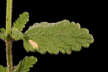 Garden Vervain (Verbena hybrida). Leaf Closeup