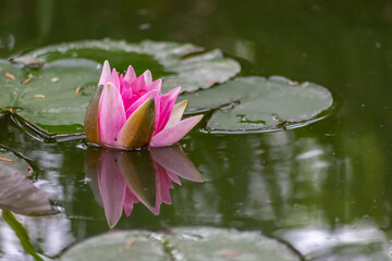 Tropical beautiful water lily in full blow on a tranquil water surface with clear and meditative reflection shows zen meditation and buddhism in consistence with nature, body and soul in modern times