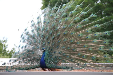 Pfau auf Brautschau