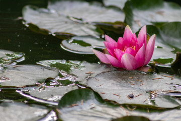 Tropical beautiful water lily in full blow on a tranquil water surface with clear and meditative...
