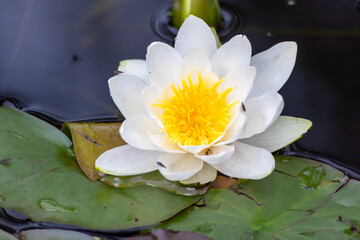 Tropical beautiful water lily in full blow on a tranquil water surface with clear and meditative reflection shows zen meditation and buddhism in consistence with nature, body and soul in modern times