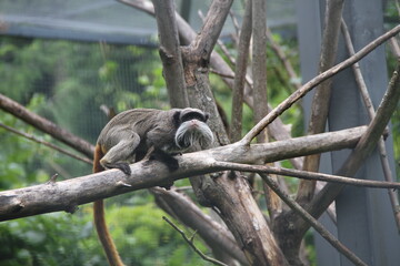 Kaiserschnurrbarttamarine (Krallenaffe)