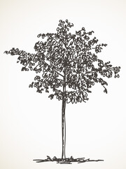 Sketch of small tree, Hand drawn Vector illustration