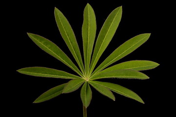 Fototapeta na wymiar Garden Lupin (Lupinus polyphyllus). Leaf Closeup
