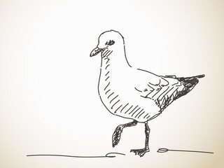 Sketch of Seagull in profile Hand drawn vector illustration