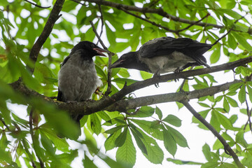 Zwei junge Nebelkrähen in einer Kastanie.