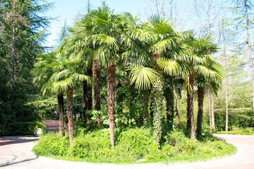 Green beautiful palm trees summer tropics sunny day