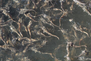 baby catfish in a pond for cattle. catfish for sale in the fish market or in restaurants