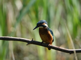 kingfisher (Alcedo atthis)