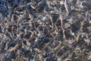 baby catfish in a pond for cattle. catfish for sale in the fish market or in restaurants