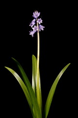 Hybrid Bluebell (Hyacinthoides x massartiana). Habit