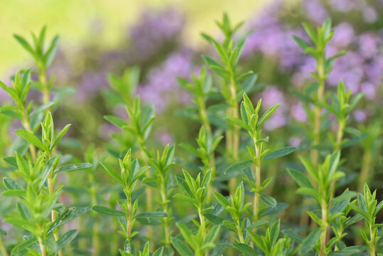 close on bush of aromatic herb growing in a garden