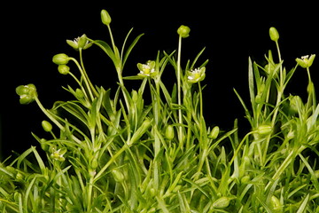 Procumbent Pearlwort (Sagina procumbens). Habit