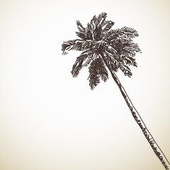 Sketch of palm tree, Hand drawn illustration, Vector