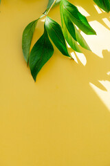 Fototapeta na wymiar Large green leaves in the sun on a yellow background. Yellow background for text with green leaves.