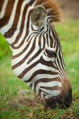 Fototapeta na wymiar Wild zebra in the bush.