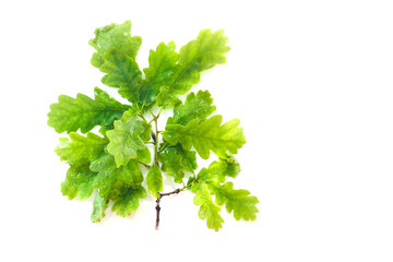 Green oak branch after rain isolated on white background. Quercus