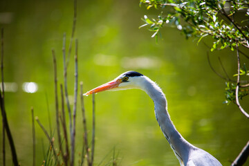 Gray heron in the pond