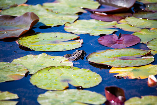 Frog in the garden pond, spawning season