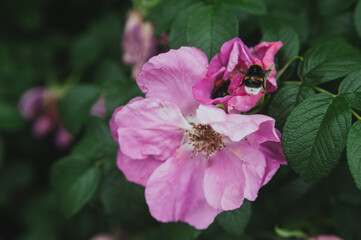  A bee collects pollen in a flower of wild rose. A bee collects pollen in a pink flower