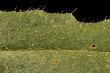 Annual Bugloss (Lycopsis arvensis). Leaf Detail Closeup