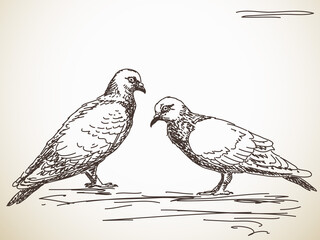 Dove bird