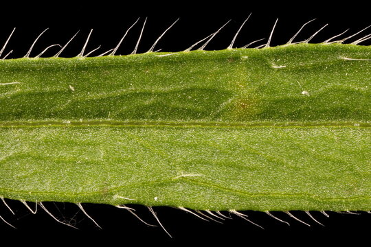 Canadian Fleabane (Conyza canadensis). Leaf Detail Closeup