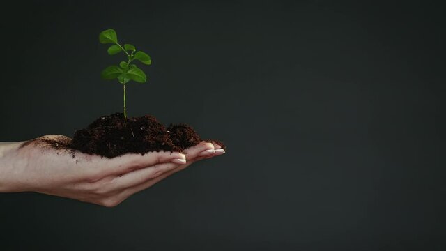Tree growth. Forest conservation. Female hand holding green plant in soil isolated on gray copy space.