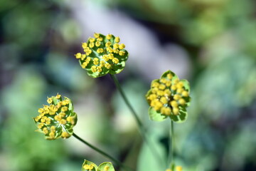 Aufgehende Blüten eines Hahnenfuß-Hasenohrs