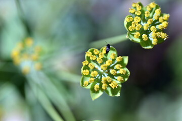 Aufgehende Blüten eines Hahnenfuß-Hasenohrs