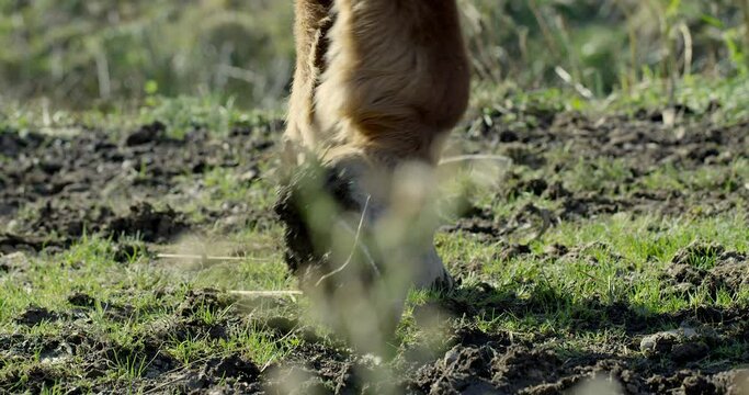 Horse hooves walking on muddy grass - close up